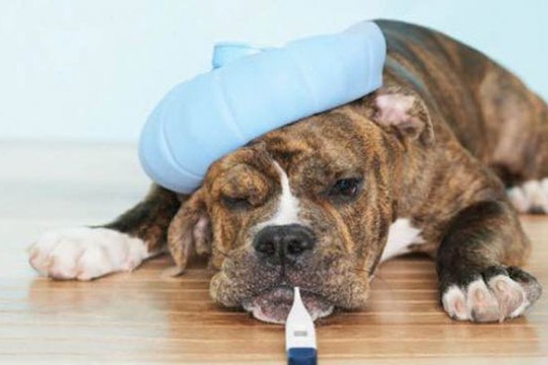 Cães também ficam gripados